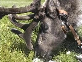 Reindeer at the Lap Camp